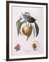 Peach Chancelliere Henry Louis Duhamel Du Monceau, Botanical Plate by Pierre Antoine Poiteau-null-Framed Giclee Print