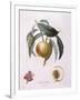 Peach Chancelliere Henry Louis Duhamel Du Monceau, Botanical Plate by Pierre Antoine Poiteau-null-Framed Giclee Print