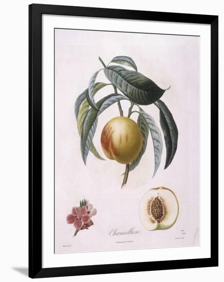 Peach Chancelliere Henry Louis Duhamel Du Monceau, Botanical Plate by Pierre Antoine Poiteau-null-Framed Giclee Print