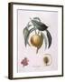 Peach Chancelliere Henry Louis Duhamel Du Monceau, Botanical Plate by Pierre Antoine Poiteau-null-Framed Giclee Print