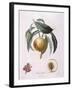 Peach Chancelliere Henry Louis Duhamel Du Monceau, Botanical Plate by Pierre Antoine Poiteau-null-Framed Giclee Print