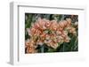 Peach-colored Cymbidium Orchid-Lisa Engelbrecht-Framed Photographic Print