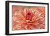 Peach Colored Dahlia Flower-Cora Niele-Framed Giclee Print