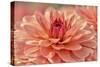 Peach Colored Dahlia Flower-Cora Niele-Stretched Canvas