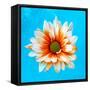 Peach Daisy-Gail Peck-Framed Stretched Canvas