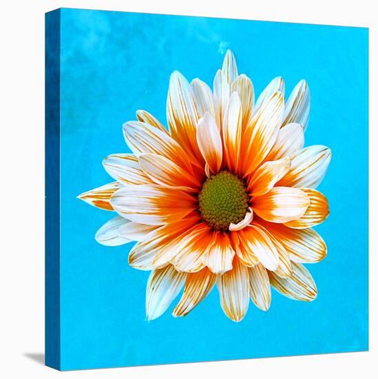 Peach Daisy-Gail Peck-Stretched Canvas