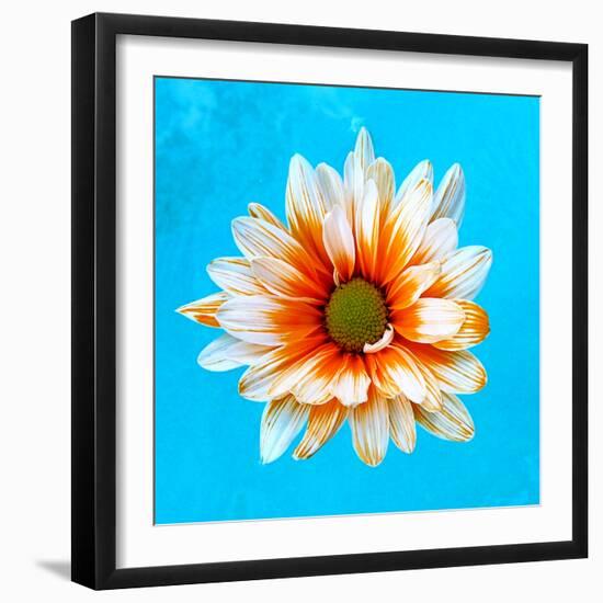 Peach Daisy-Gail Peck-Framed Photographic Print