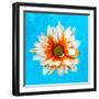 Peach Daisy-Gail Peck-Framed Photographic Print