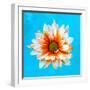 Peach Daisy-Gail Peck-Framed Photographic Print