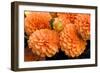 Peach Dalhia I-Maureen Love-Framed Photographic Print