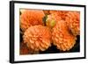 Peach Dalhia I-Maureen Love-Framed Photographic Print