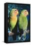 Peach-Faced Lovebirds Hybrid-Andrey Zvoznikov-Framed Stretched Canvas