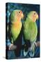 Peach-Faced Lovebirds Hybrid-Andrey Zvoznikov-Stretched Canvas