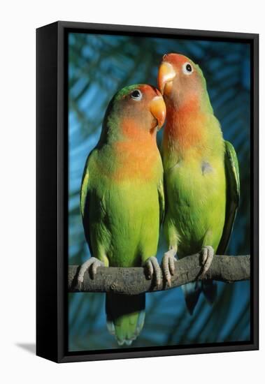 Peach-Faced Lovebirds Hybrid-Andrey Zvoznikov-Framed Stretched Canvas