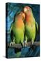 Peach-Faced Lovebirds Hybrid-Andrey Zvoznikov-Stretched Canvas