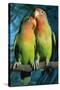 Peach-Faced Lovebirds Hybrid-Andrey Zvoznikov-Stretched Canvas