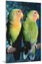 Peach-Faced Lovebirds Hybrid-Andrey Zvoznikov-Mounted Photographic Print