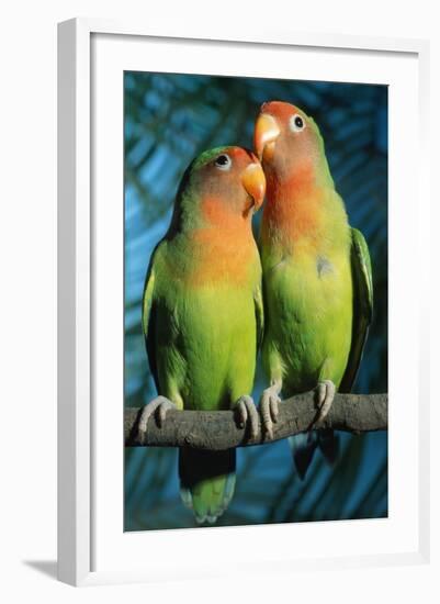 Peach-Faced Lovebirds Hybrid-Andrey Zvoznikov-Framed Photographic Print