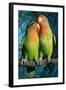 Peach-Faced Lovebirds Hybrid-Andrey Zvoznikov-Framed Photographic Print