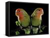 Peach-Faced Lovebirds Two-null-Framed Stretched Canvas