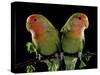 Peach-Faced Lovebirds Two-null-Stretched Canvas