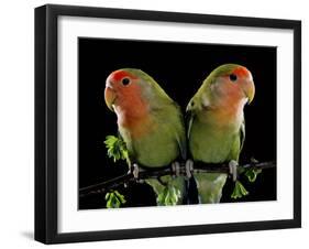 Peach-Faced Lovebirds Two-null-Framed Photographic Print