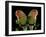 Peach-Faced Lovebirds Two-null-Framed Photographic Print