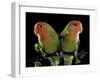 Peach-Faced Lovebirds Two-null-Framed Photographic Print