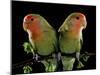 Peach-Faced Lovebirds Two-null-Mounted Photographic Print