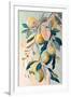 Peach Fruit Branch-Avril Anouilh-Framed Art Print