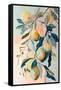 Peach Fruit Branch-Avril Anouilh-Framed Stretched Canvas