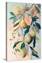 Peach Fruit Branch-Avril Anouilh-Stretched Canvas