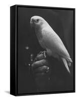 Peach Head and Yellow Bodied Parrot Was the Rarest Bird at the Tenth National Cage Bird Show-Ralph Crane-Framed Stretched Canvas