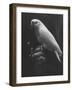 Peach Head and Yellow Bodied Parrot Was the Rarest Bird at the Tenth National Cage Bird Show-Ralph Crane-Framed Photographic Print