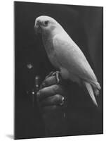 Peach Head and Yellow Bodied Parrot Was the Rarest Bird at the Tenth National Cage Bird Show-Ralph Crane-Mounted Photographic Print