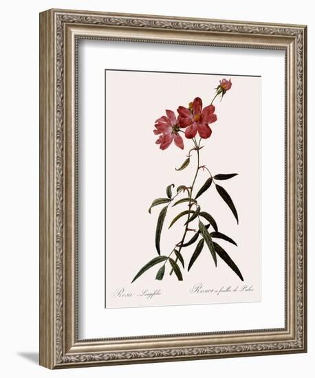 Peach-Leafed Rose-Pierre Joseph Redoute-Framed Giclee Print