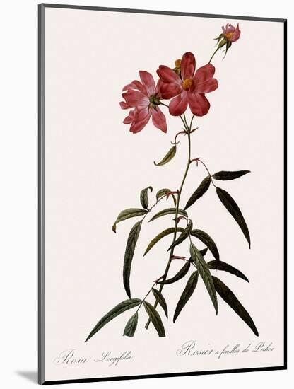 Peach-Leafed Rose-Pierre Joseph Redoute-Mounted Giclee Print