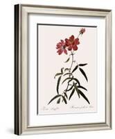 Peach-Leafed Rose-Pierre Joseph Redoute-Framed Giclee Print