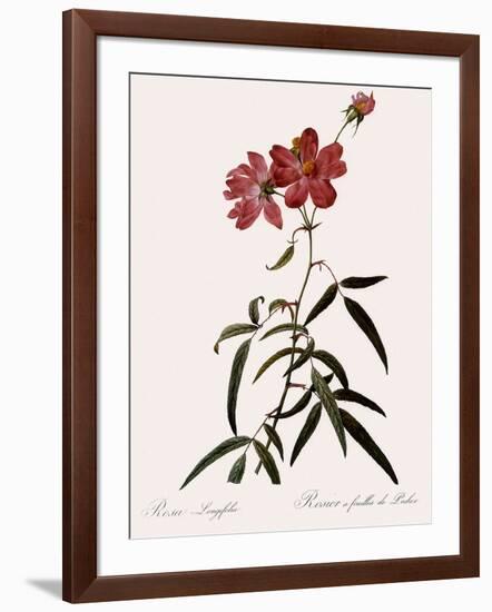 Peach-Leafed Rose-Pierre Joseph Redoute-Framed Giclee Print