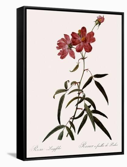 Peach-Leafed Rose-Pierre Joseph Redoute-Framed Stretched Canvas