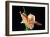 Peach Lily-Tammy Putman-Framed Photographic Print