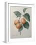 Peach Nancy-Pierre-Joseph Redoute-Framed Art Print