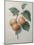 Peach Nancy-Pierre-Joseph Redoute-Mounted Art Print