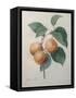 Peach Nancy-Pierre-Joseph Redoute-Framed Stretched Canvas