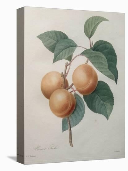 Peach Nancy-Pierre-Joseph Redoute-Stretched Canvas