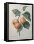 Peach Nancy-Pierre-Joseph Redoute-Framed Stretched Canvas