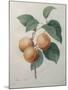 Peach Nancy-Pierre-Joseph Redoute-Mounted Art Print