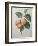 Peach Nancy-Pierre-Joseph Redoute-Framed Art Print