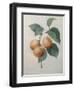 Peach Nancy-Pierre-Joseph Redoute-Framed Art Print