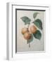 Peach Nancy-Pierre-Joseph Redoute-Framed Art Print